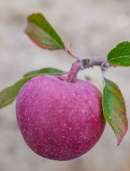 Jabloň Gloster – sazenice s holým kořenem
