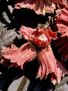 Líska Varšavský červený – sazenice s holým kořenem