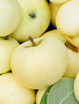 Jabloň Staropolská Papierovka – sazenice s holým kořenem