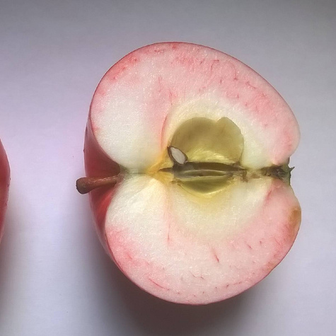 Jabloň Lobo – sazenice s holým kořenem