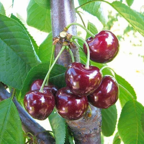 Třešeň Horka – sazenice s holým kořenem