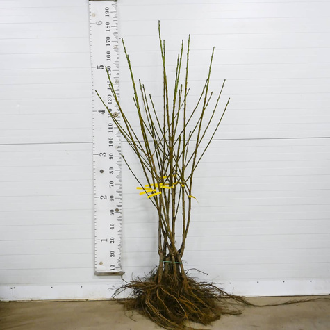 Třešeň Rivan – sazenice s holým kořenem