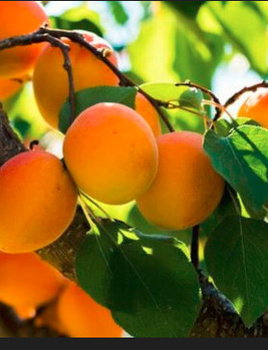 Meruňka Bergeron – sazenice s holým kořenem