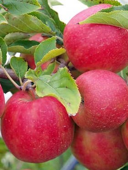 Jabloň Freedom – sazenice s holým kořenem