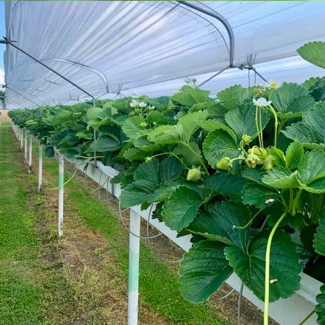 10 ks. Sazenice jahodníku 'Hossa' polská odrůda