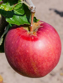 Jabloň Idared – sazenice s holým kořenem