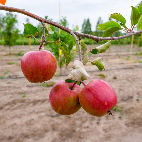 Jabloň Gala – sazenice s holým kořenem