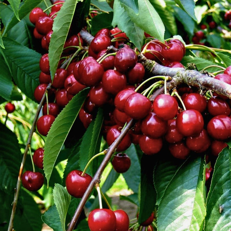 Třešeň Sweetheart – sazenice s holým kořenem