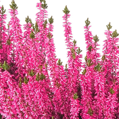 Vřes obecný růžový poupátkový – sazenice