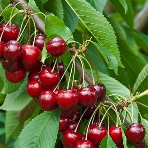 Wanda cherry START PACK ®