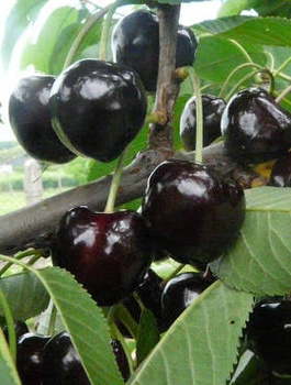 Třešeň polozakrslá Kasandra – sazenice s holým kořenem