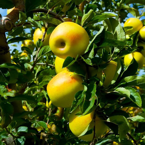 Duo Jabloň Malinové + Golden Delicious – sazenice s holým kořenem