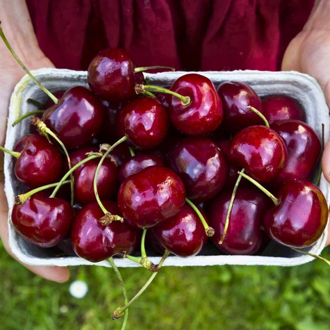 Třešeň Majowka – sazenice s holým kořenem