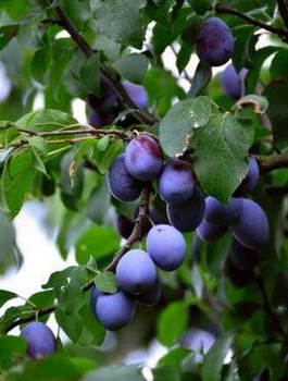 Švestka sloupovitá Star – sazenice s holým kořenem