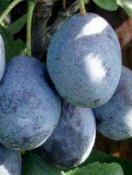 Švestka Valjevka – sazenice s holým kořenem