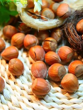 Líska Garibaldi – sazenice s holým kořenem