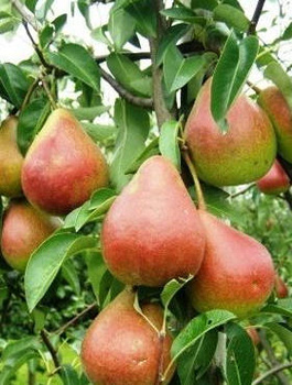 Hrušeň Dicolor – sazenice s holým kořenem