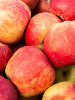 Jabloň Rajka – sazenice s holým kořenem