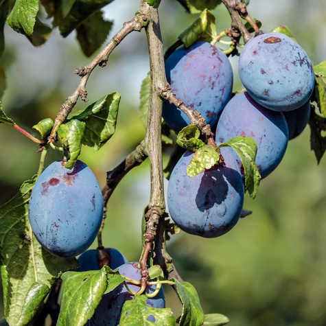 Švestka Wegierka Wangenheima – sazenice s holým kořenem