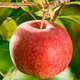 Apple Tree Topaz Hardy START PACK ®