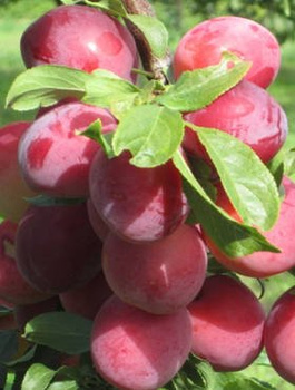 Švestka japonská Kometa – sazenice s holým kořenem