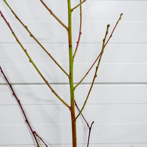 Broskvoň Redhaven – sazenice s holým kořenem