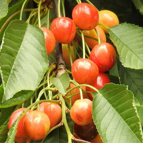 Třešeň Buttnerova červená – sazenice s holým kořenem