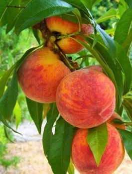 Broskvoň Jerseyland – sazenice s holým kořenem