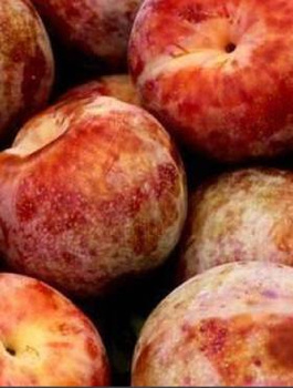Švestkomeruňka Plumcot – sazenice s holým kořenem