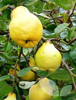 Kdouloň hruškovitá Portugal – sazenice s holým kořenem