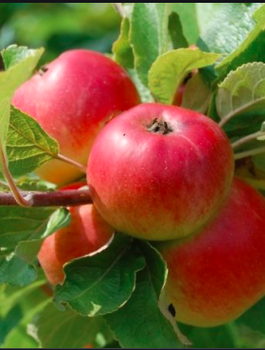 Jabloň Jonagold DeCosta – sazenice s holým kořenem