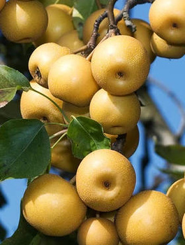 Asijská hrušeň Shinseiki – sazenice s holým kořenem