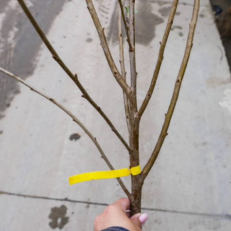 Višeň Łutówka – sazenice s holým kořenem