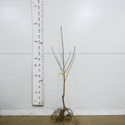 Třešeň Rivan – sazenice s holým kořenem