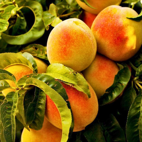 Meruňka Early Orange – sazenice s holým kořenem