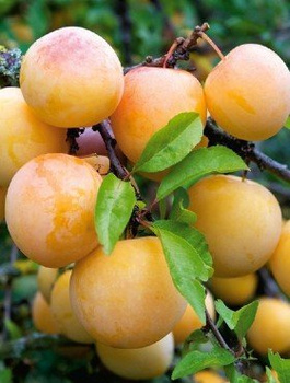 Švestka japonská Afaska žlutá – sazenice s holým kořenem