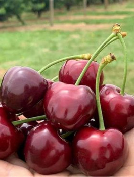 Třešeň Býčí srdce – sazenice s holým kořenem