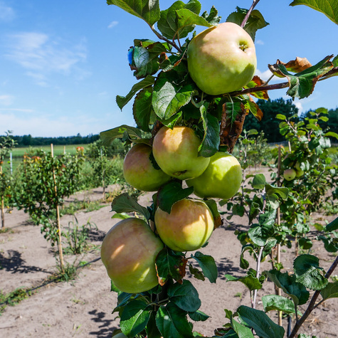 Jabloň Antonovka START PACK