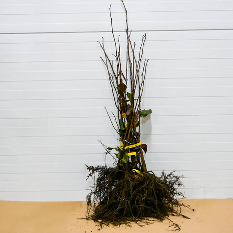 Líska purpurová – sazenice s holým kořenem