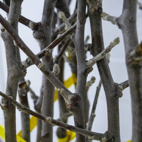 Jabloň Grafsztynek – sazenice s holým kořenem