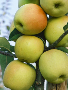 Jabloň sloupovitá LaLambada v typu Golden Delicious — sazenice s holým kořenem