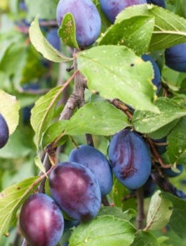 Švestka Wegierka Dabrowicka – sazenice s holým kořenem