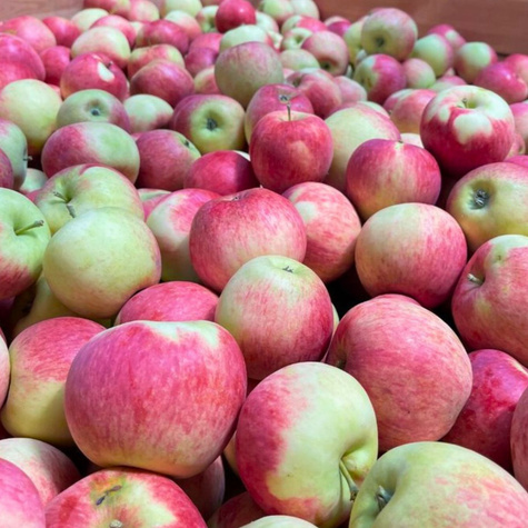 Jabloň Piros – sazenice s holým kořenem