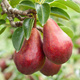 Hrušeň Red Faworytka Červená Klapsa – sazenice s holým kořenem