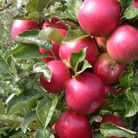 Jabloň sloupovitá Gin v typu Lobo — sazenice s holým kořenem