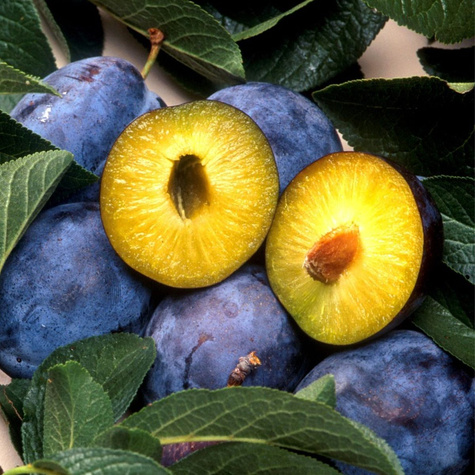 Švestka Prezident START PACK ®