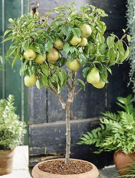 Hrušeň zakrslá Garden Pearl – sazenice s holým kořenem