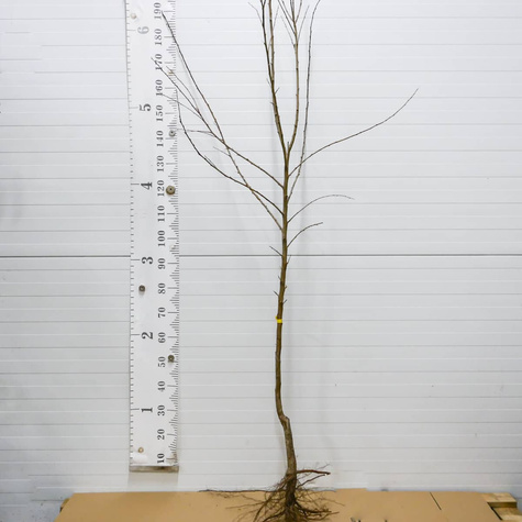 Švestkomeruňka Dapple Dandy – sazenice s holým kořenem