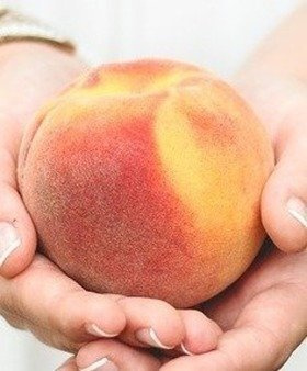 Broskvoň T5 – plod velikosti jablka – sazenice s holým kořenem