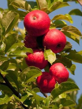 Jabloň Bohemia – sazenice s holým kořenem